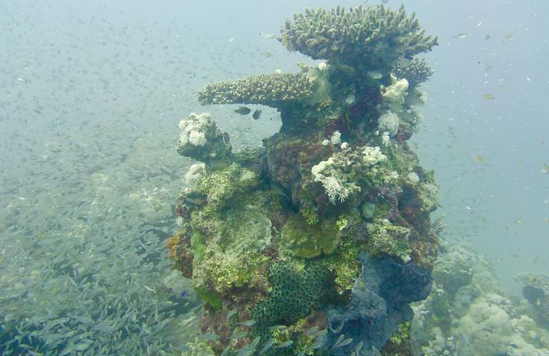 Ausflug zum Schnorcheln und Insel-Fahrt von Soma Bay aus