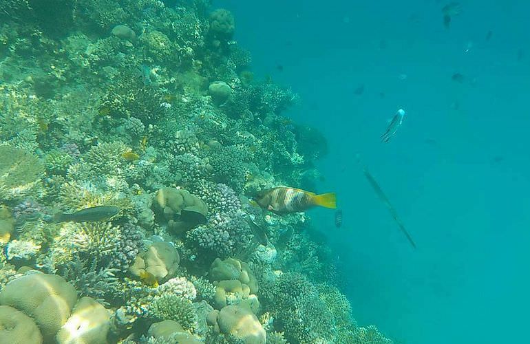 Ausflug zum Schnorcheln und Insel-Fahrt von Soma Bay aus