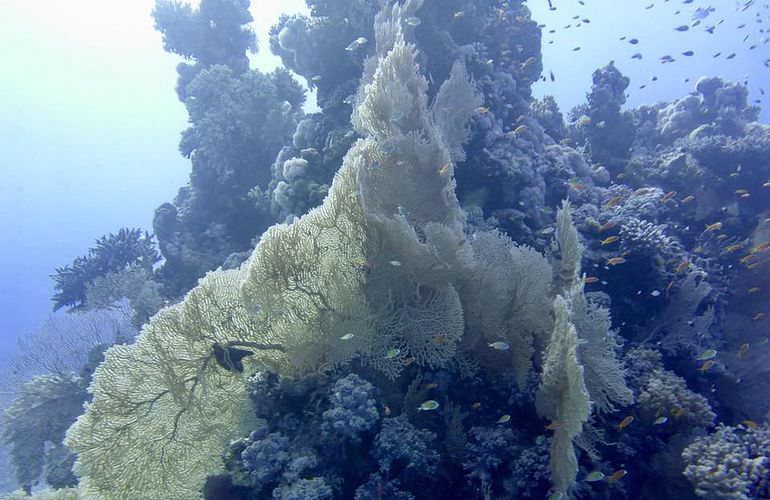 Ausflug zum Schnorcheln und Insel-Fahrt von Soma Bay aus