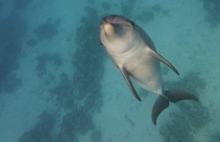 Delfin Tour in Soma Bay - Schwimmen mit freilebenden Delfinen