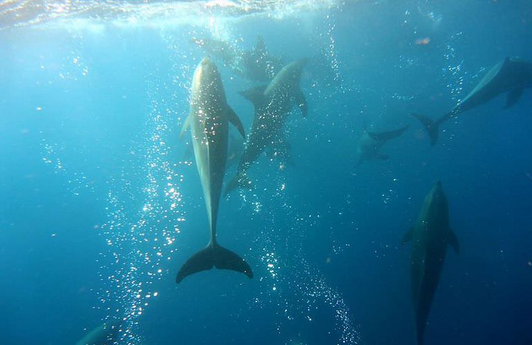 Privater Ausflug zu den Delfinen mit Speedboot ab Soma Bay 