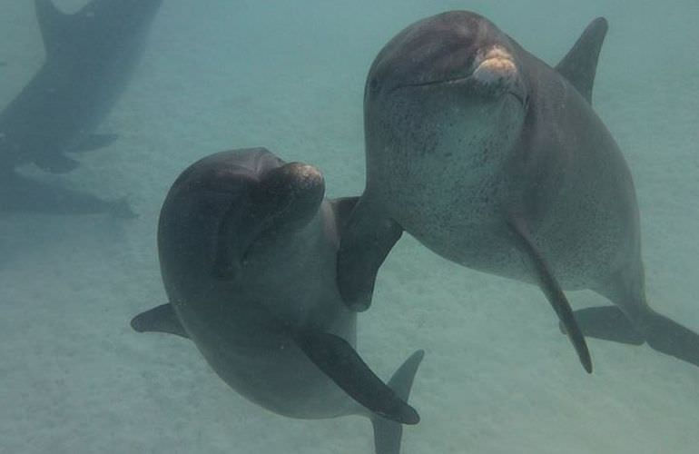 Private Delfin Tour in Soma Bay - Privater Bootsausflug zum Schnorcheln