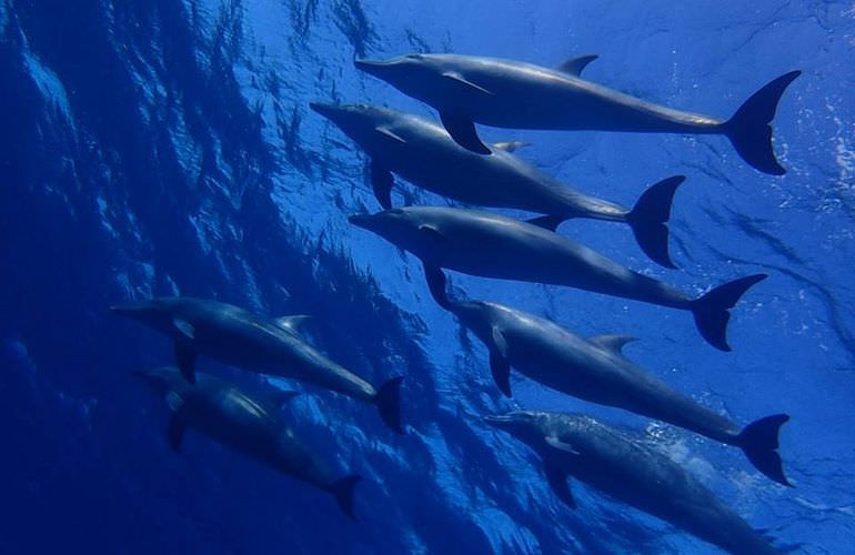 Delfin Tour in Soma Bay - Schwimmen mit freilebenden Delfinen