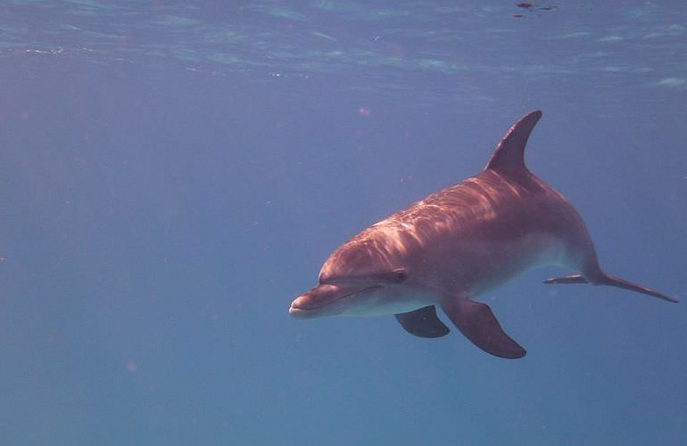 Privater Ausflug zu den Delfinen mit Speedboot ab Soma Bay 