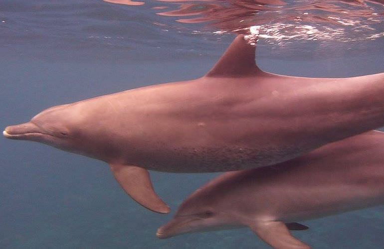 Private Delfin Tour in Soma Bay - Privater Bootsausflug zum Schnorcheln