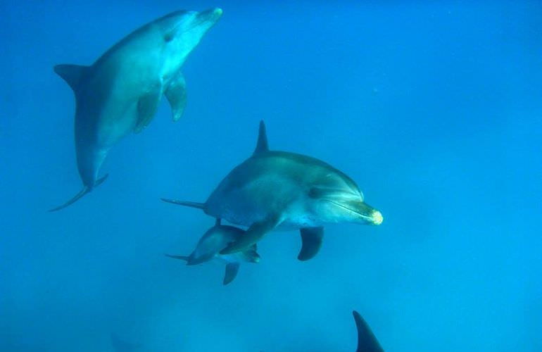 Delfin Tour in Soma Bay - Schwimmen mit freilebenden Delfinen