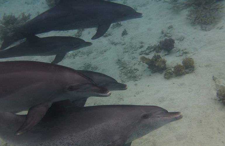 Delfin Tour in Soma Bay - Schwimmen mit freilebenden Delfinen