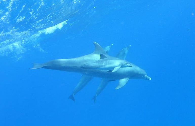Privater Ausflug zu den Delfinen mit Speedboot ab Soma Bay 