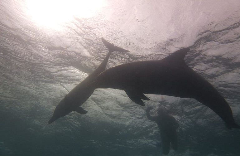 Private Delfin Tour in Soma Bay - Privater Bootsausflug zum Schnorcheln