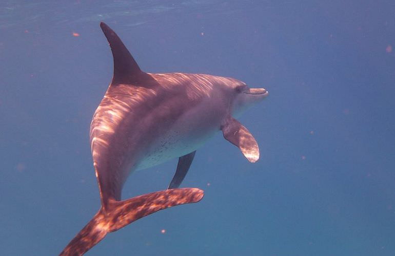 Delfin Tour in Soma Bay - Schwimmen mit freilebenden Delfinen