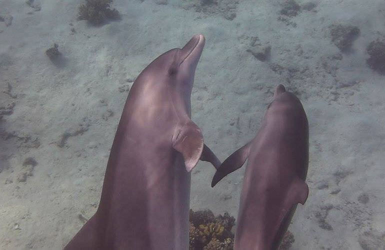 Privater Ausflug zu den Delfinen mit Speedboot ab Soma Bay 