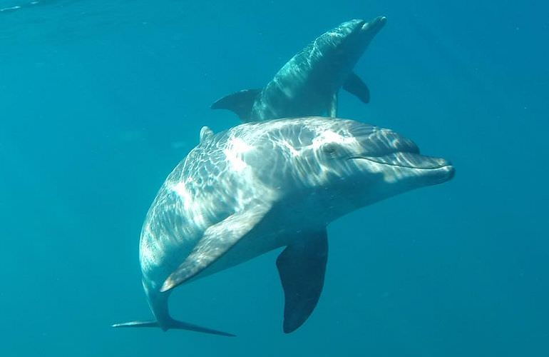 Private Delfin Tour in Soma Bay - Privater Bootsausflug zum Schnorcheln