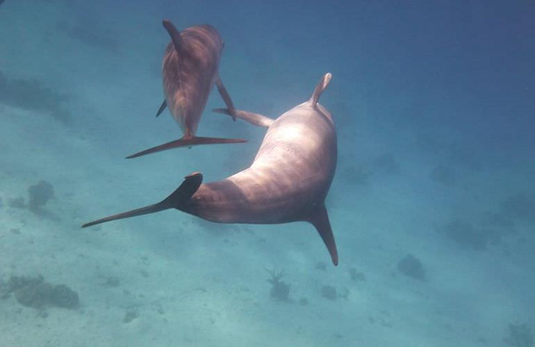 Delfin Tour in Soma Bay - Schwimmen mit freilebenden Delfinen