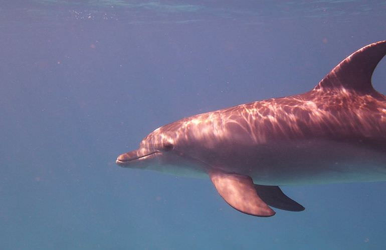 Privater Ausflug zu den Delfinen mit Speedboot ab Soma Bay 