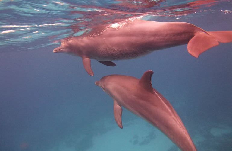 Private Delfin Tour in Soma Bay - Privater Bootsausflug zum Schnorcheln