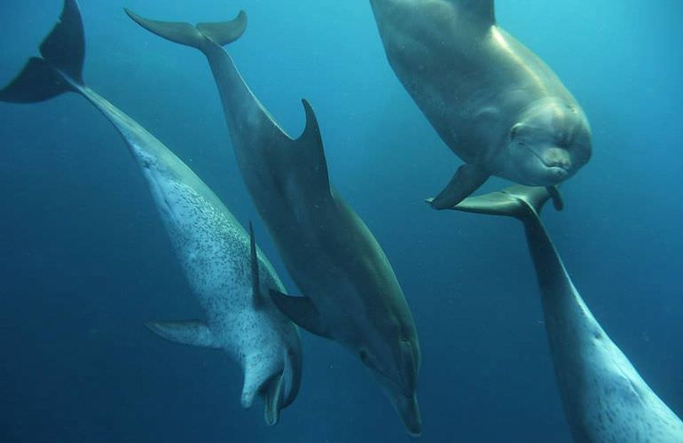 Delfin Tour in Soma Bay - Schwimmen mit freilebenden Delfinen