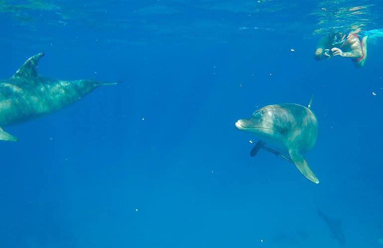 Private Delfin Tour in Soma Bay - Privater Bootsausflug zum Schnorcheln