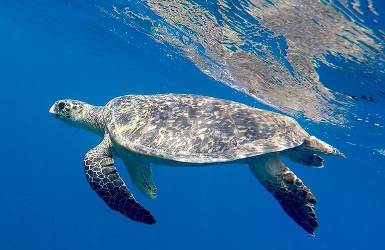 Delfin Tour in Soma Bay - Schwimmen mit freilebenden Delfinen