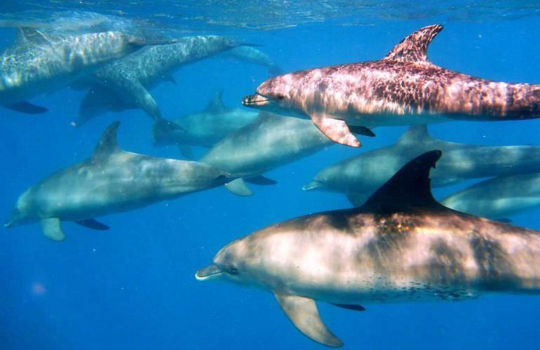 Delfin Tour in Soma Bay - Schwimmen mit freilebenden Delfinen