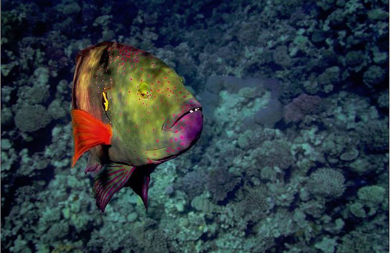 Delfin Tour in Soma Bay - Schwimmen mit freilebenden Delfinen