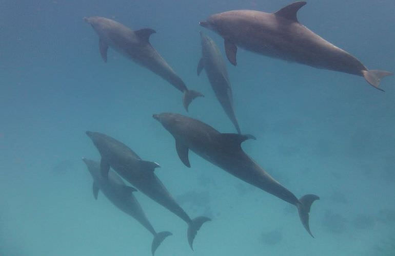 Private Delfin Tour in Soma Bay - Privater Bootsausflug zum Schnorcheln