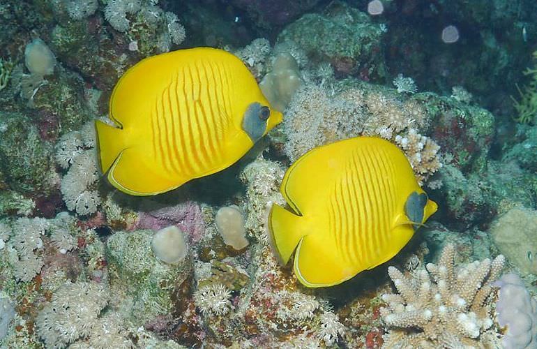 Delfin Tour in Soma Bay - Schwimmen mit freilebenden Delfinen