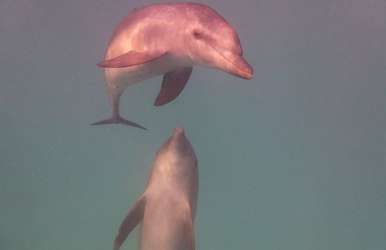 Private Delfin Tour in Soma Bay - Privater Bootsausflug zum Schnorcheln