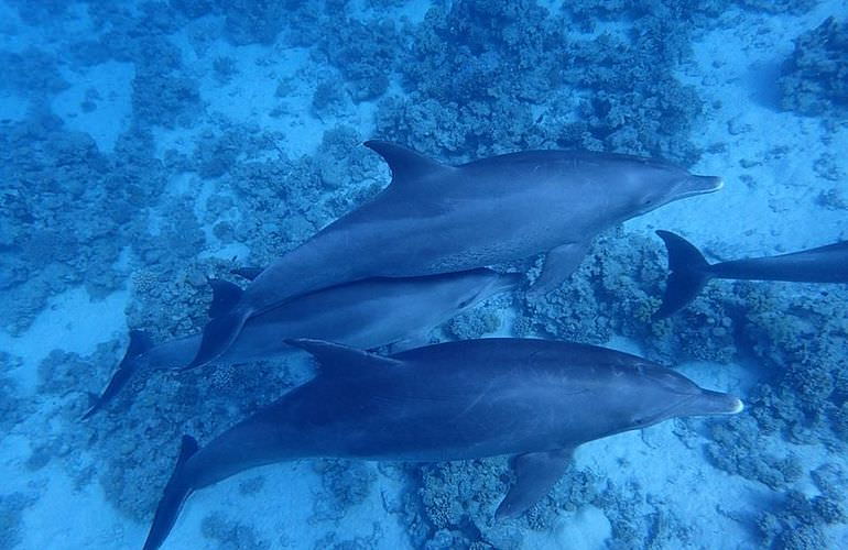 Private Delfin Tour in Soma Bay - Privater Bootsausflug zum Schnorcheln