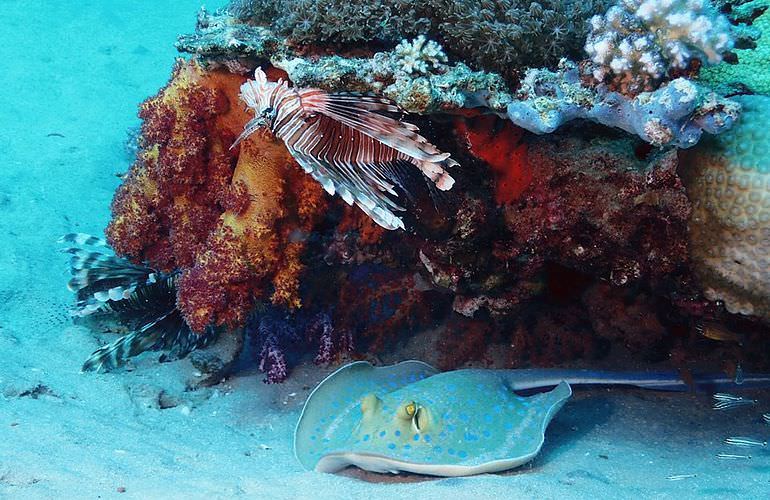 Delfin Tour in Soma Bay - Schwimmen mit freilebenden Delfinen