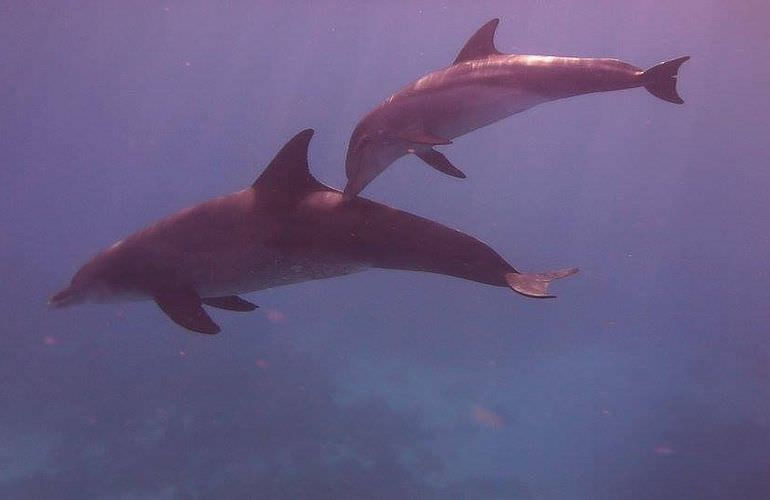 Private Delfin Tour in Soma Bay - Privater Bootsausflug zum Schnorcheln