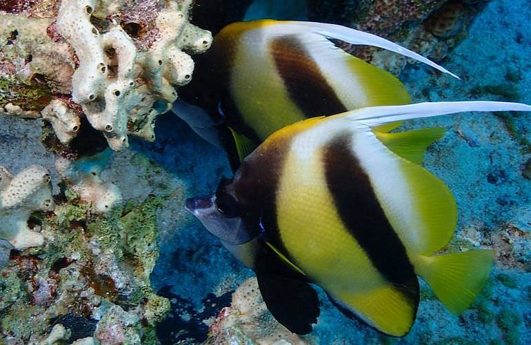 Delfin Tour in Soma Bay - Schwimmen mit freilebenden Delfinen