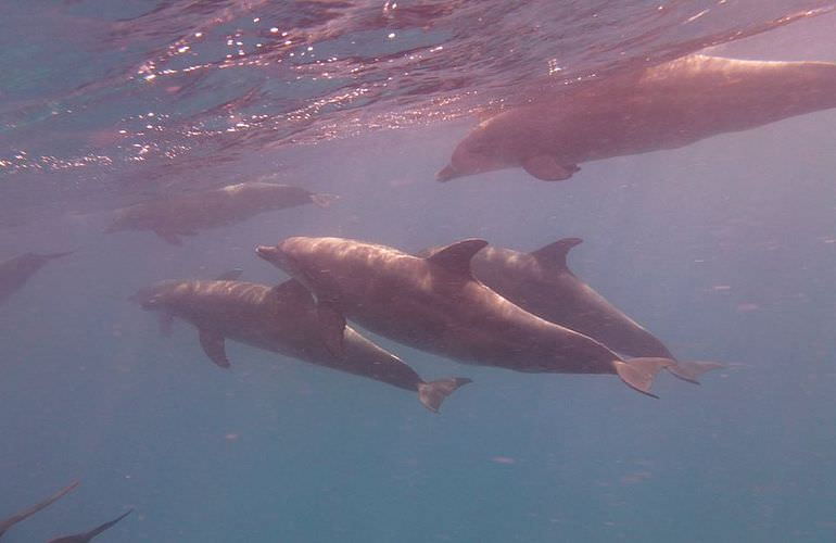 Private Delfin Tour in Soma Bay - Privater Bootsausflug zum Schnorcheln