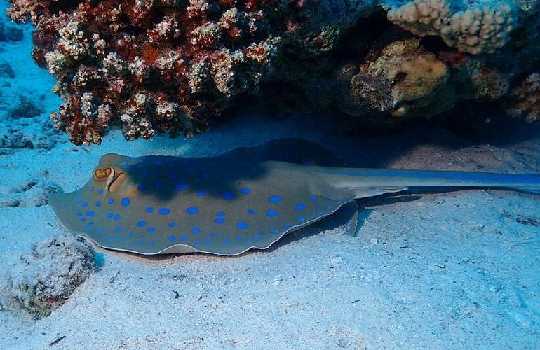 Private Delfin Tour in Soma Bay - Privater Bootsausflug zum Schnorcheln