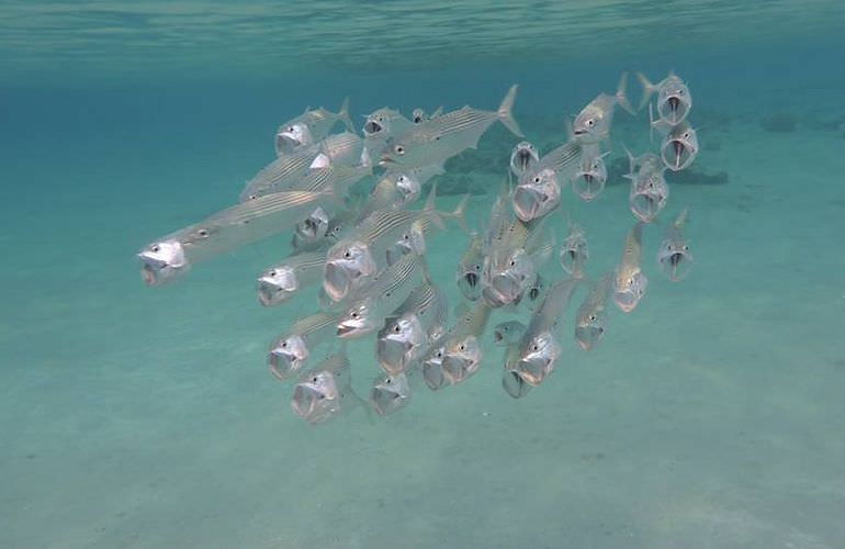 Private Delfin Tour in Soma Bay - Privater Bootsausflug zum Schnorcheln