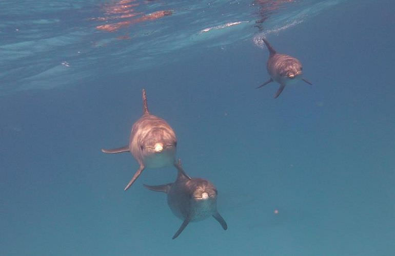 Delfin Tour in Soma Bay - Schwimmen mit freilebenden Delfinen