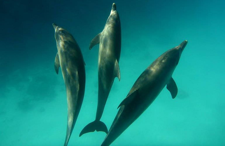 Private Delfin Tour in Soma Bay - Privater Bootsausflug zum Schnorcheln