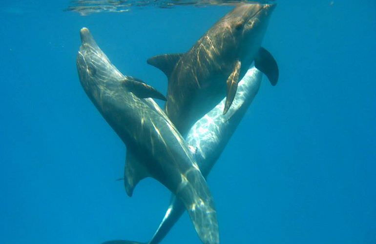 Delfin Tour in Soma Bay - Schwimmen mit freilebenden Delfinen