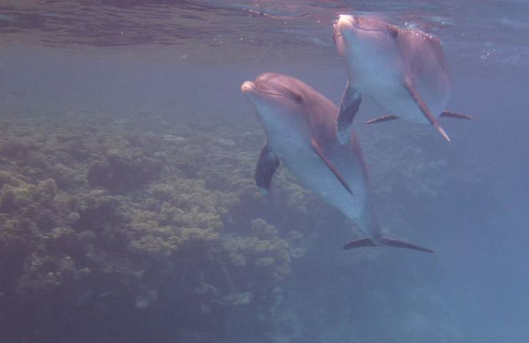 Privater Ausflug zu den Delfinen mit Speedboot ab Soma Bay 