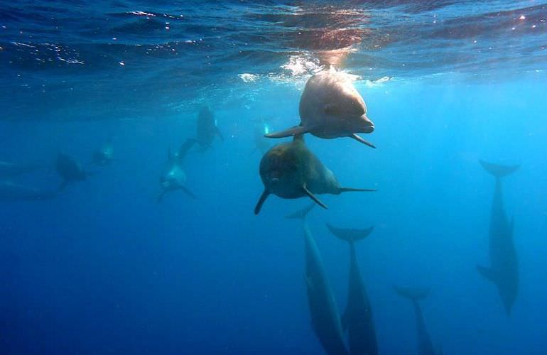 Private Delfin Tour in Soma Bay - Privater Bootsausflug zum Schnorcheln