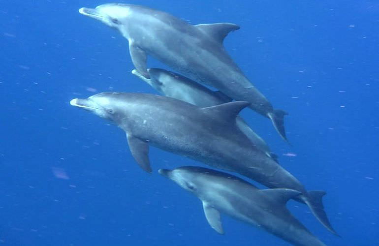 Delfin Tour in Soma Bay - Schwimmen mit freilebenden Delfinen