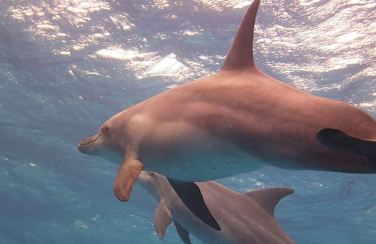 Delfin Tour in Soma Bay - Schwimmen mit freilebenden Delfinen