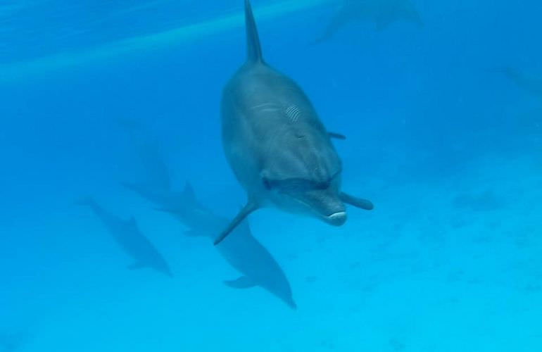 Delfin Tour in Soma Bay - Schwimmen mit freilebenden Delfinen