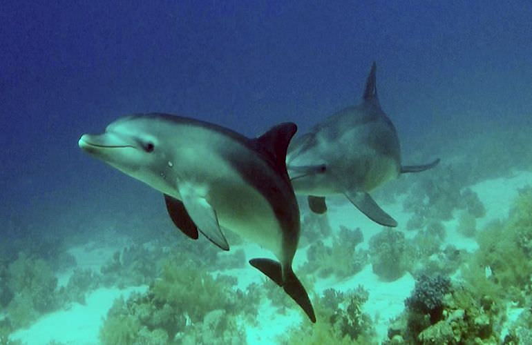 Private Delfin Tour in Soma Bay - Privater Bootsausflug zum Schnorcheln