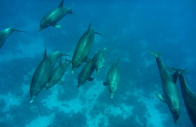 Privater Ausflug zu den Delfinen mit Speedboot ab Soma Bay 