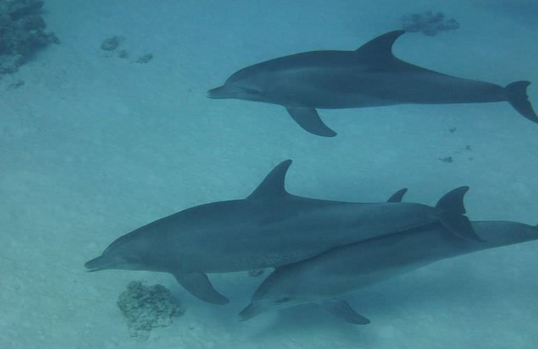 Delfin Tour in Soma Bay - Schwimmen mit freilebenden Delfinen