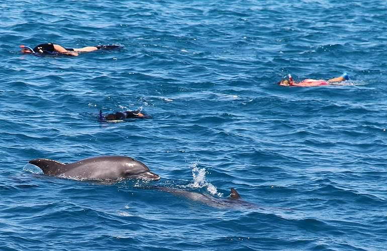 Private Delfin Tour in Soma Bay - Privater Bootsausflug zum Schnorcheln