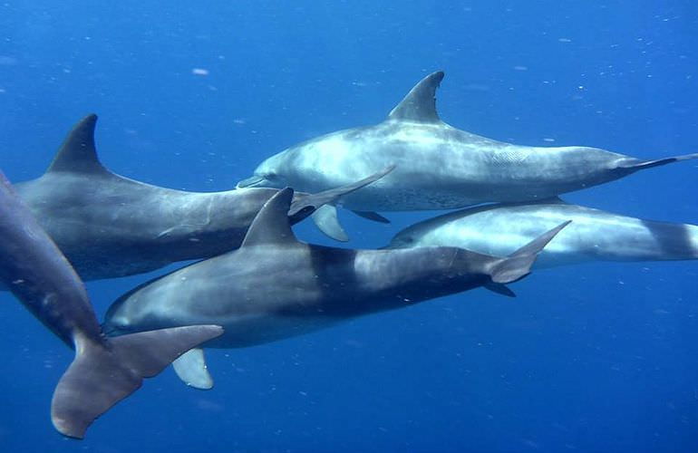 Privater Ausflug zu den Delfinen mit Speedboot ab Soma Bay 