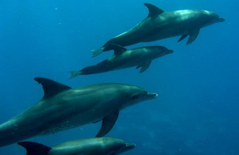 Delfin Tour in Soma Bay - Schwimmen mit freilebenden Delfinen