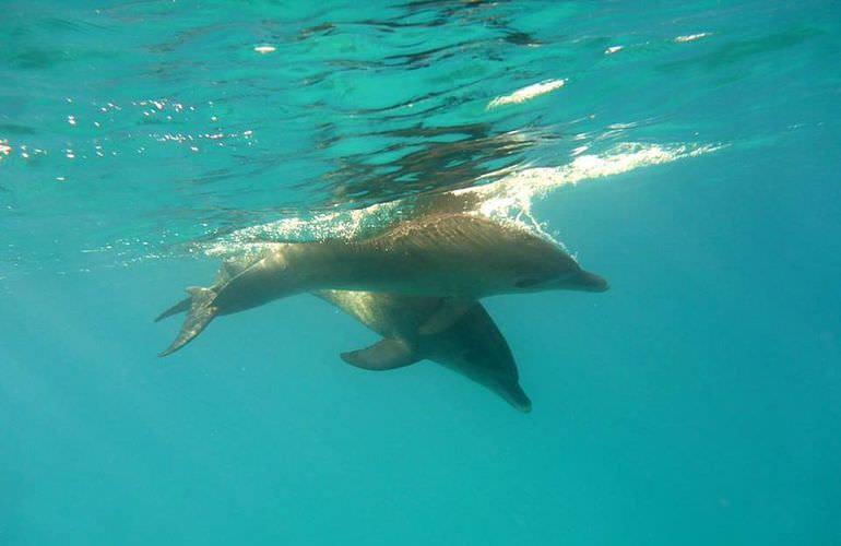 Delfin Tour in Soma Bay - Schwimmen mit freilebenden Delfinen