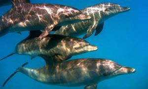 Private Delfin Tour ab Soma Bay - Privater Bootsausflug zum Schnorcheln